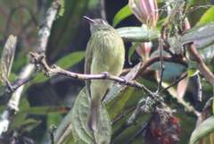 Mionectes striaticollis