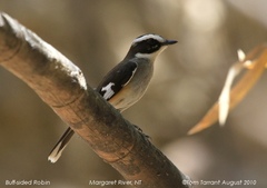 Buff-Sided Robin photo 2