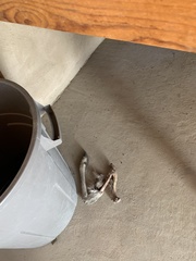 Odocoileus virginianus couesi