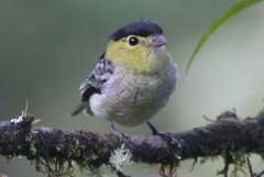 Pachyramphus versicolor