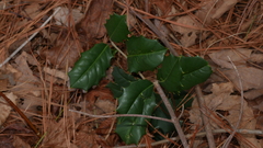 Ilex opaca opaca