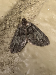 Hydriomena albifasciata