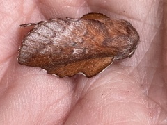 Phyllodesma occidentis