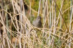 Eremomela icteropygialis