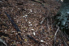 Leucopaxillus paradoxus