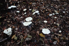 Leucopaxillus paradoxus