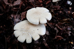 Leucopaxillus paradoxus