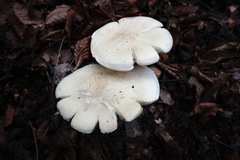 Leucopaxillus paradoxus