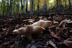 Leucopaxillus paradoxus