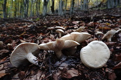 Leucopaxillus paradoxus