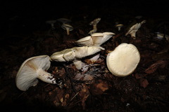 Leucopaxillus paradoxus