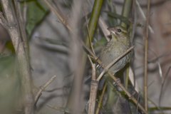 Foudia madagascariensis