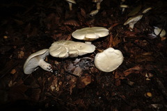 Leucopaxillus paradoxus