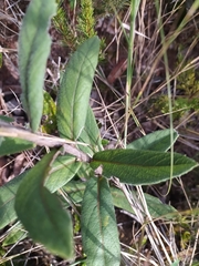Vernonia bardanoides