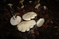 Leucopaxillus paradoxus