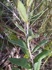 Vernonia bardanoides