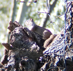 Otospermophilus beecheyi