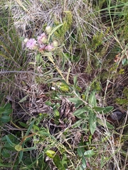 Vernonia bardanoides