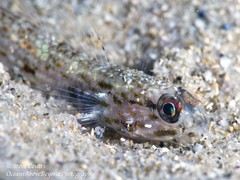 Istigobius hoesei