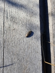 Actenicerus siaelandicus