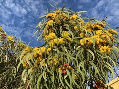Eucalyptus erythrocorys