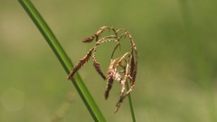 Cyperus longus tenuiflorus