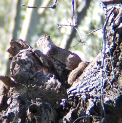 Otospermophilus beecheyi