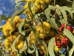 Eucalyptus erythrocorys