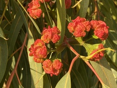 Eucalyptus erythrocorys