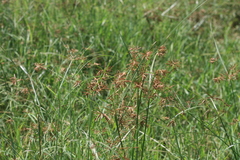Cyperus longus tenuiflorus