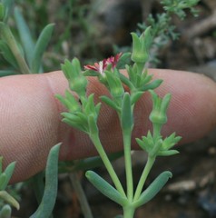 Delosperma multiflorum
