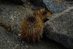 Copiapoa atacamensis