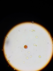 Haematococcaceae