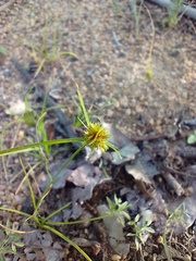 Cyperus uncinulatus
