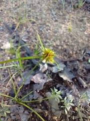 Cyperus uncinulatus