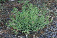 Delosperma multiflorum