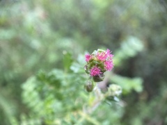 Sarcopoterium spinosum
