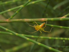 Oxyopes