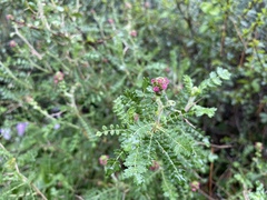 Sarcopoterium spinosum