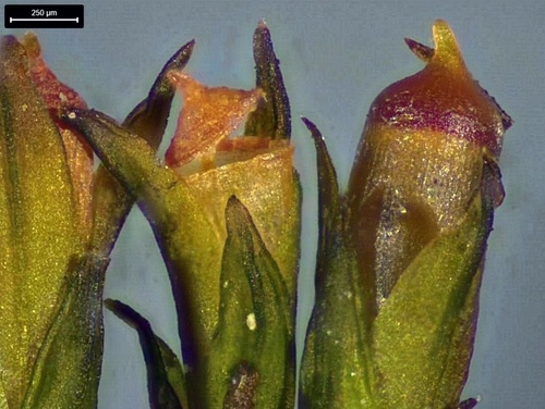 Schistidium apocarpum