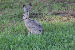 Lepus californicus insularis