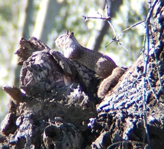 Otospermophilus beecheyi