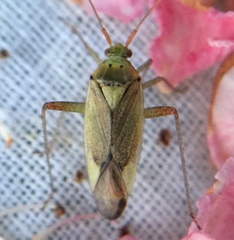 Closterotomus trivialis