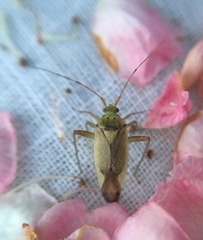 Closterotomus trivialis