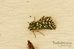 Drepanogynis bifasciata