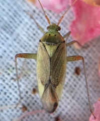 Closterotomus trivialis