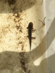 Ambystoma macrodactylum macrodactylum