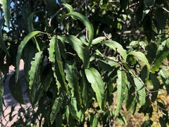 Ehretia saligna membranifolia