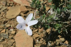 Barleria irritans