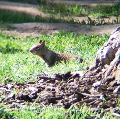 Otospermophilus beecheyi